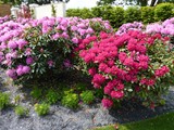 18-Garten