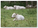 DSC_0323 (2)
